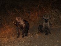 Marion, Romane South Africa 2014 (60 of 63) : KNP Letaba nightdrive, Marion visit